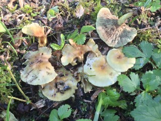 Hypholoma fasciculare
