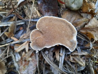 Trametes suaveolens