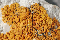 Xanthoria calcicola