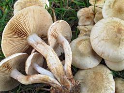 Hebeloma crustuliniforme