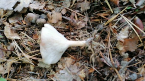 Infundibulicybe gibba