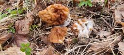 Maublancomyces ticinianus