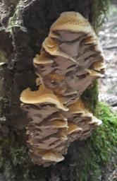 Xanthoporia radiata