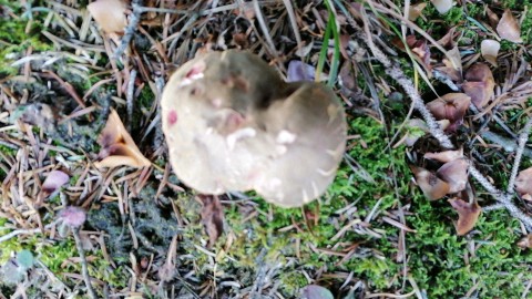 Xerocomellus chrysenteron