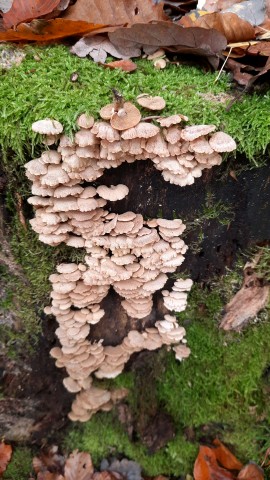Panellus stipticus