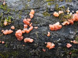 Ditangium cerasi