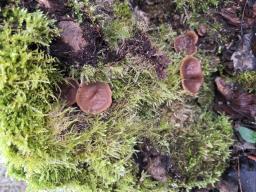 Discina ancilis