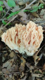 Ramaria formosa