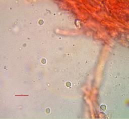 Rigidoporus crocatus