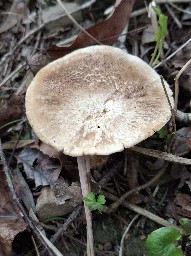 Lentinus substrictus