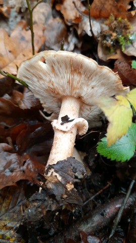 Echinoderma asperum