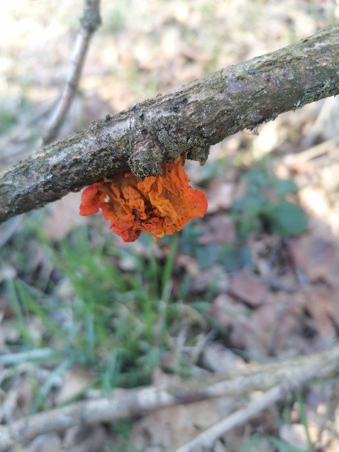 Naematelia aurantia