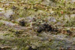 Massaria ulmi