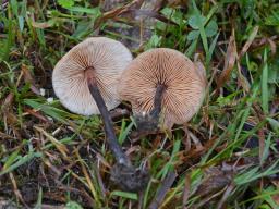 Macrocystidia cucumis