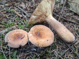 Lactifluus volemus