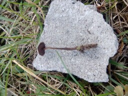 Auriscalpium vulgare