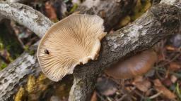 Pleurotus calyptratus