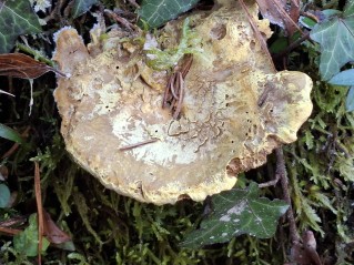 Laeticutis cristata