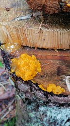 Dacrymyces chrysospermus