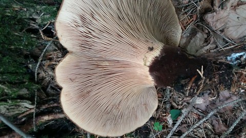 Tapinella atrotomentosa