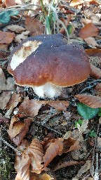 Boletus edulis