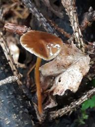 Strobilurus esculentus