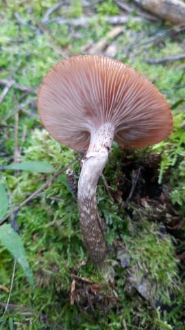Armillaria ostoyae