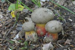 Caloboletus calopus