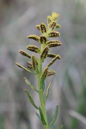 Uromyces scutellatus