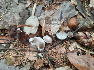 Strobilurus esculentus
