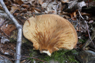 Tapinella atrotomentosa