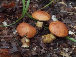 Aureoboletus moravicus