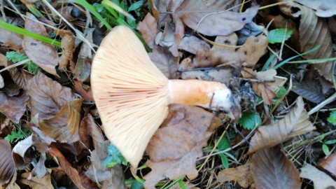 Lactarius deliciosus