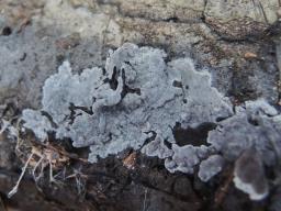 Pseudotomentella nigra