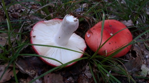 Russula rosea