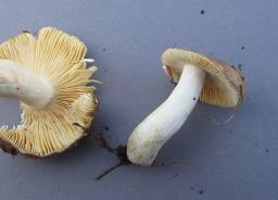 Russula firmula