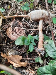 Echinoderma asperum