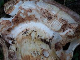 Tricholoma caligatum