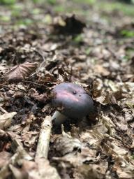 Russula cyanoxantha