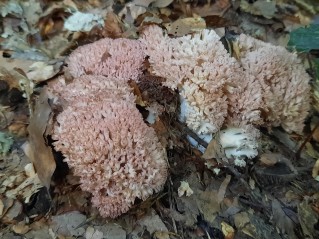 Ramaria botrytis