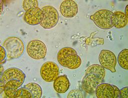 Botryobasidium simile