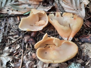 Otidea onotica