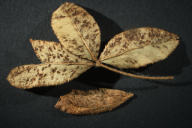 Uromyces minor