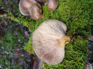 Sarcomyxa serotina