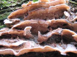 Phlebia tremellosa