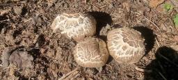 Agaricus xanthodermus