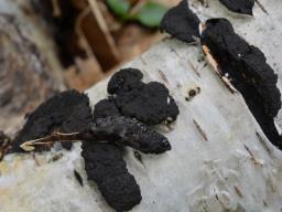 Jackrogersella multiformis