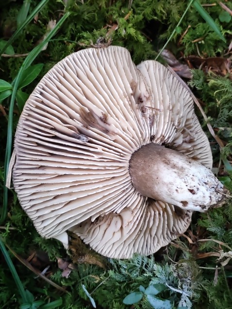 Russula nigricans