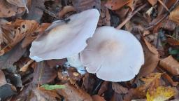 Lepista glaucocana