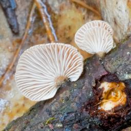 Panellus violaceofulvus